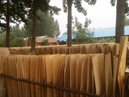 樺木異形單板廠(chǎng)家